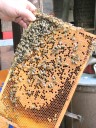 und fleißigen Bienen