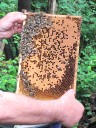 zur Arbeit der Bienen an der Wabe