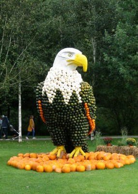 Der Weißkopfseeadler