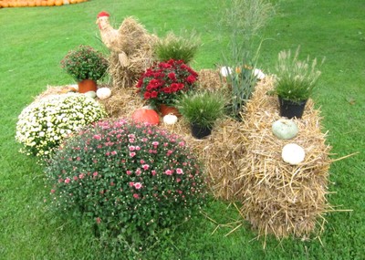 mit Kürbissen, Stroh und Chrysanthemen