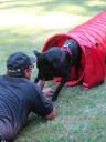 Die Hunde kriechen durch einen Tunnel,