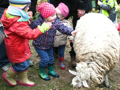 Die Kinder streicheln die Merinoschafe