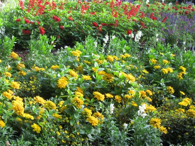 Sommerflor im Neumühlepark