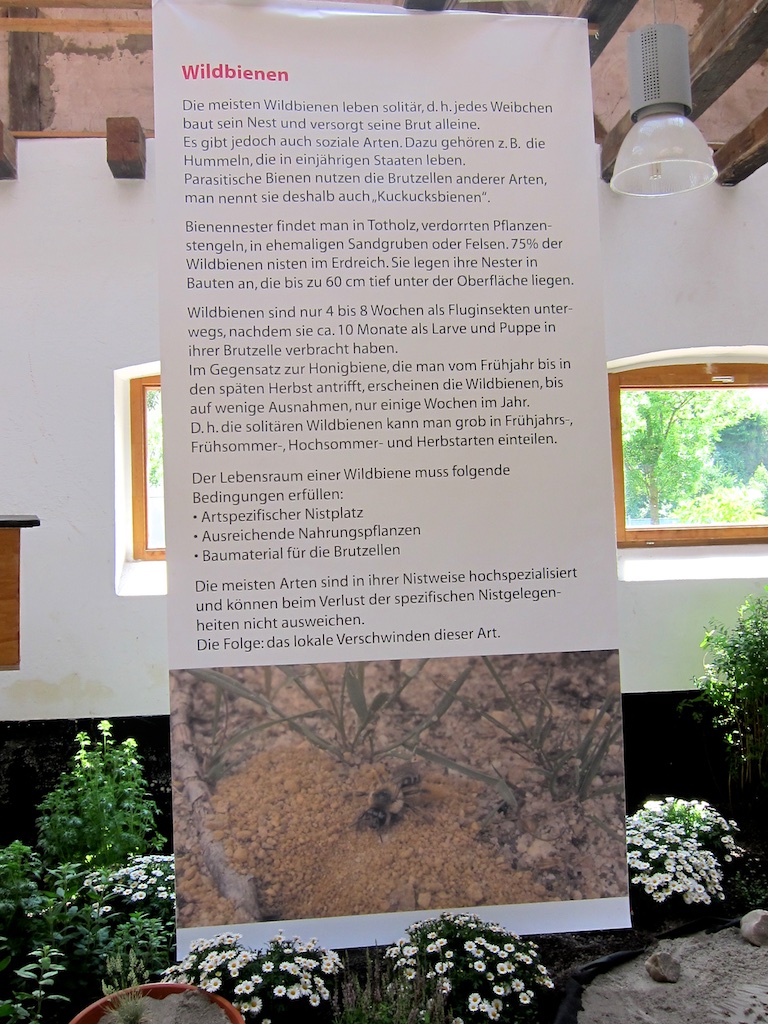 Leben der Wildbienen