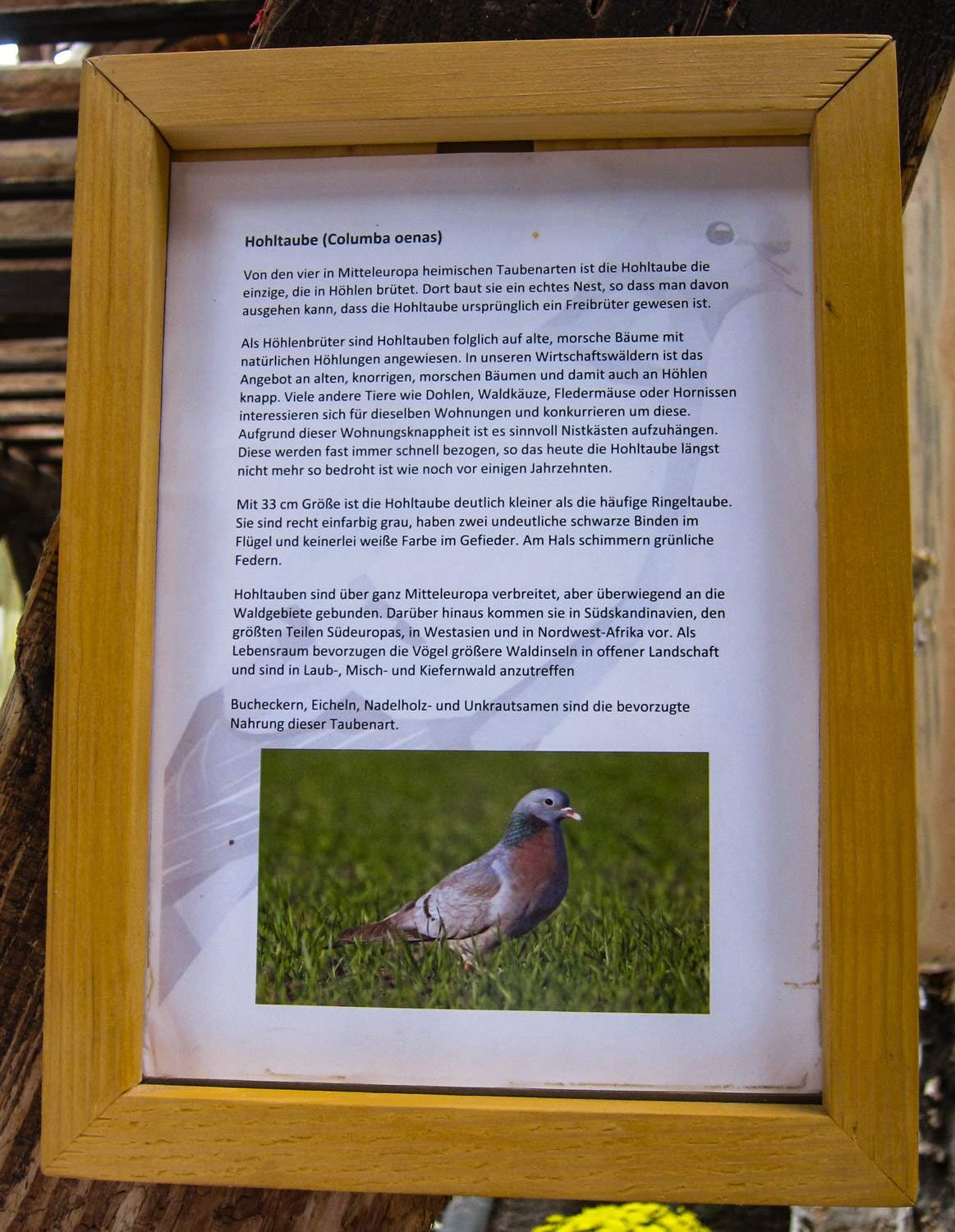 Info-Tafel