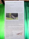 Info Insekt