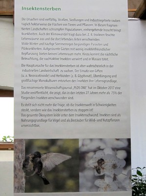 Info Insektensterben