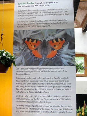 Info Schmetterling