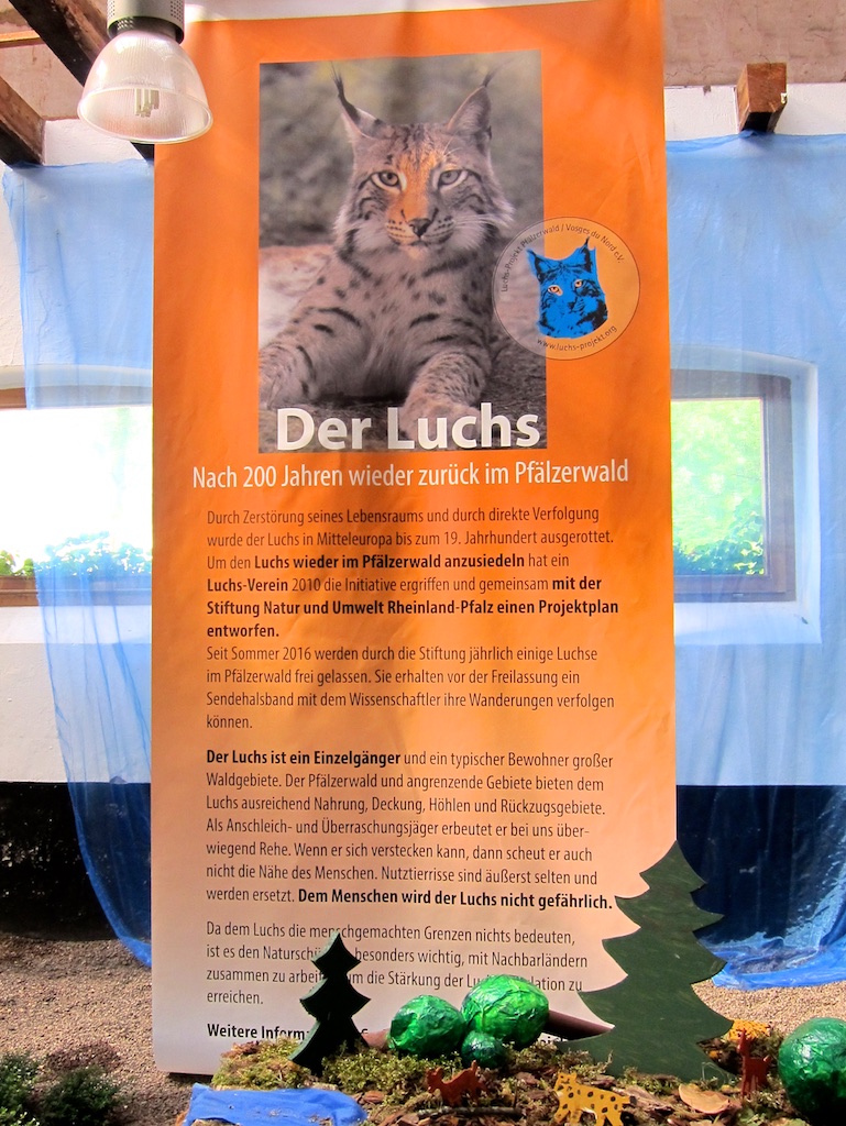 Der Luchs