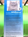 Die Wildkatze