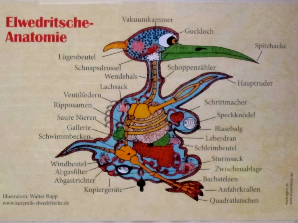 und seine Anatomie