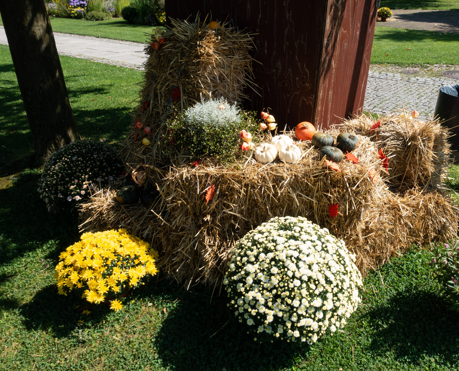 und Chrysanthemen