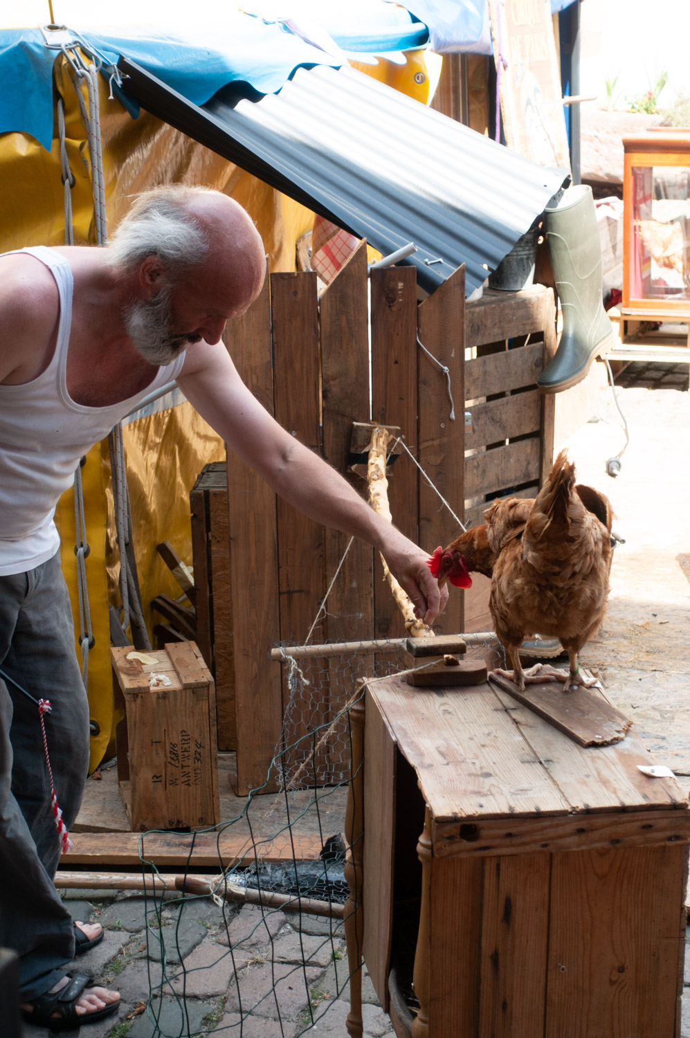 Stargast - Huhn Gabriella